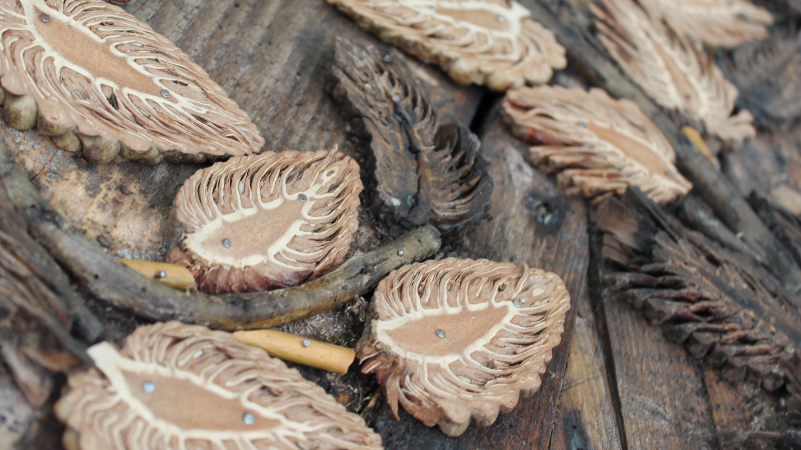 Detail of rustic decoration