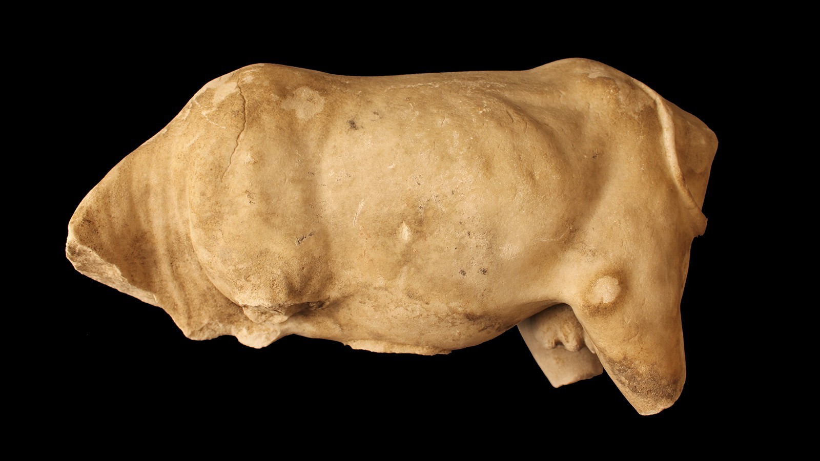 Original 1st centuary marble Roman bull discovered in Lincoln