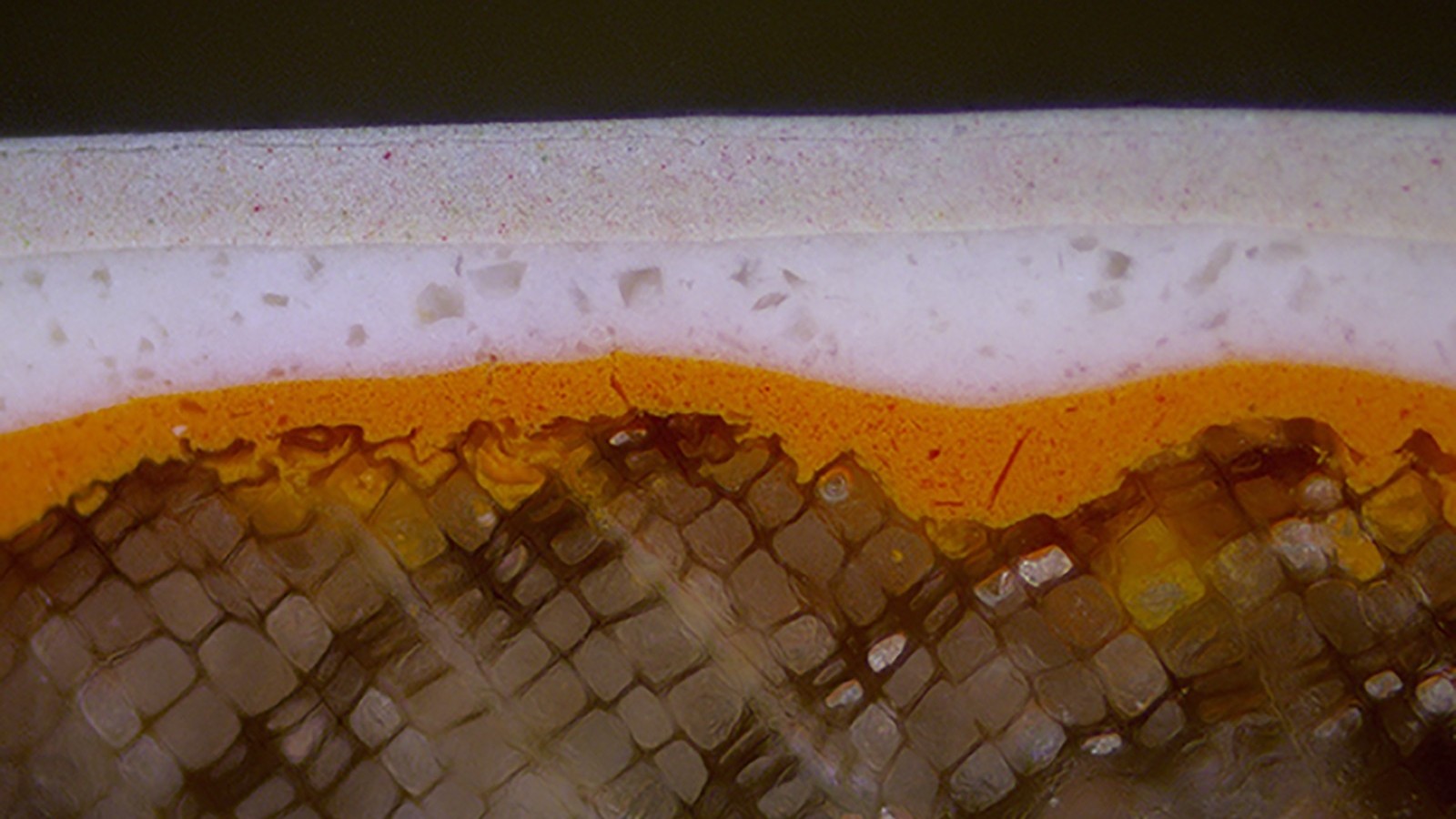 Cross sectional microscope image of the paint layers